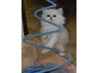 Chaton Mle Persan Chinchilla Sylver Shaded