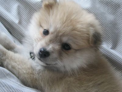 Don chiot Pomeranian