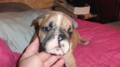 Chiot bouledogue anglais lof � vendre