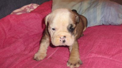 Bulldog � vendre
