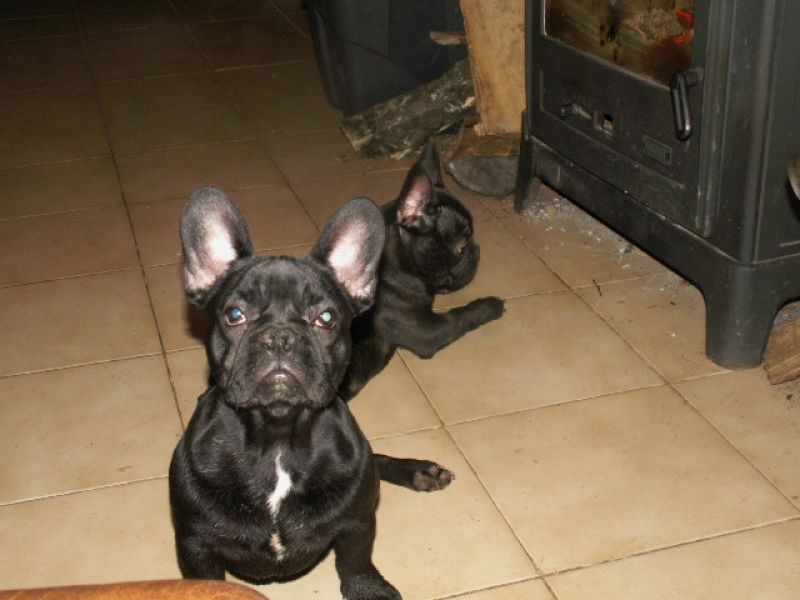 Bouledogue francais