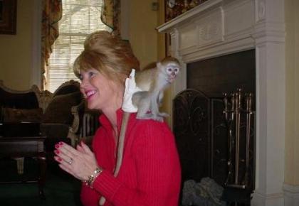A donner adorable bb singe capucin