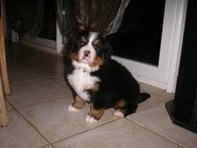 Chiot femelle bouvier bernois