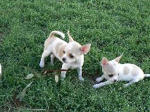 Chiots chihuahua pour vous