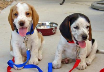 02 Chiots de race beagles pour  vous