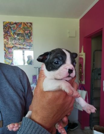 Chiot bouledogue franais de pure race