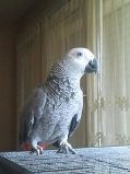 Magnifique perroquet type gris du Gabon