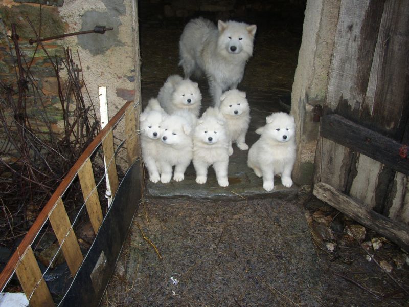 Chiots samoyedes haute selection lof