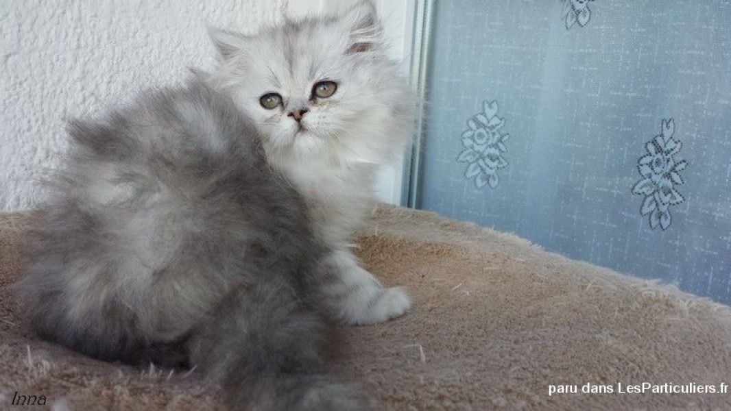 Chatons Persan Femelles