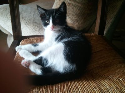 Petit chaton noir et blanc