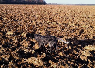 Epagneul Bleu de Picardie
