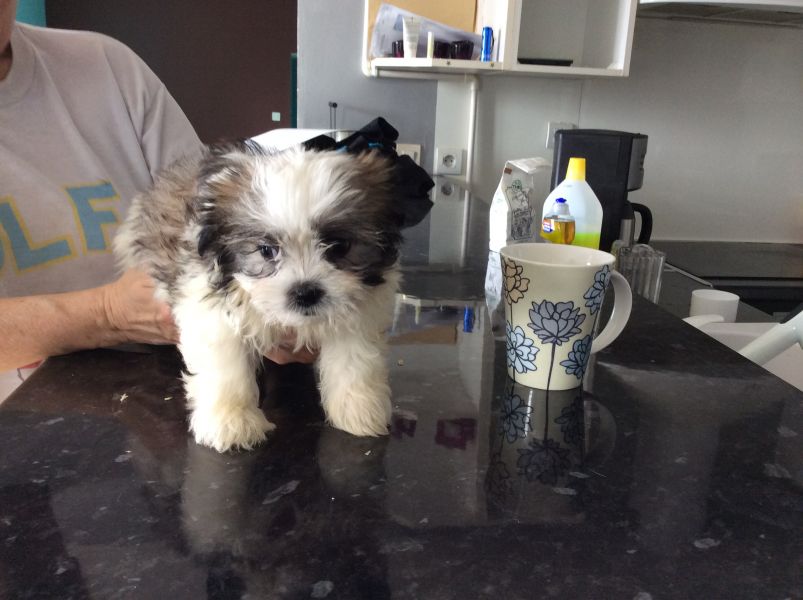 Vds chiots shih tzu