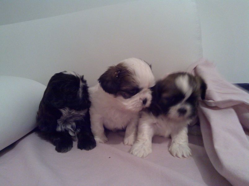 Bebe shih tzu