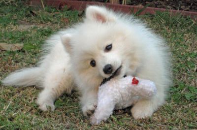 Chiot spitz Japonais
