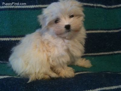 Aimer maltais chiot