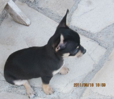 Femelle chihuahua � donner