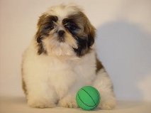 Chiot femelle  type shih tzu