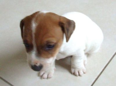Joli chiot  femelle jack russel