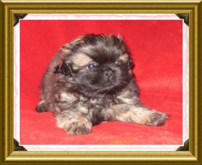 CHIOTS PEKINOIS