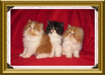CHATONS PERSANS