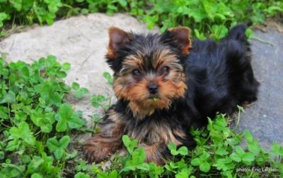 Magnifique choit yorkshire femelle pour 