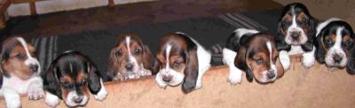 Chiots basset hound pour bon soins