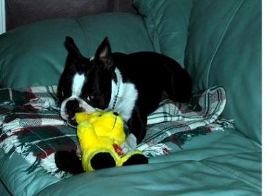 Chiot de race boston terrier a donner