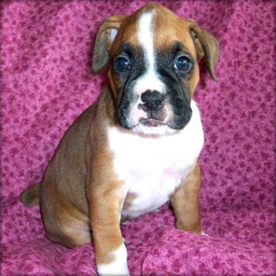  Un beau boxer chiot pour votre famille