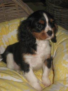 Chiots Cavalier King Charles