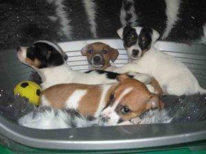 Chiots Jack Russel