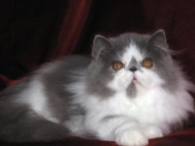  avendre et a rserver chatons persans loof