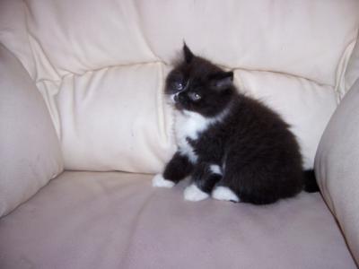 Vends chaton persan male inscrit au Loof, n le 1e...