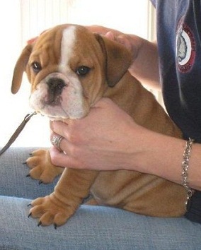 Offre gratuit de chiot bouledogue anglais