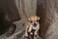 Don de mon chiot chihuahua   