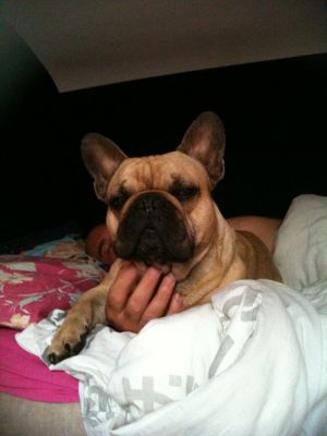 Saillie bouledogue fran�ais