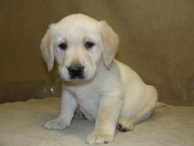 Mervelleux chiots labrador non lof