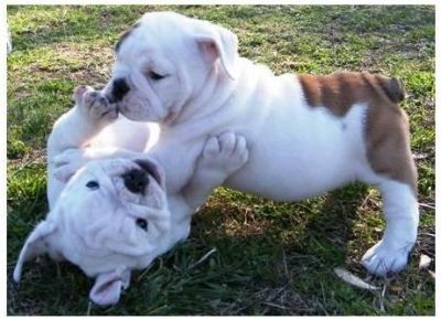 Adorable chiots bulldog anglais a vendre