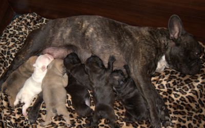 Type bouledogue  francais