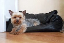 Magnifique chiot mle type yorkshire