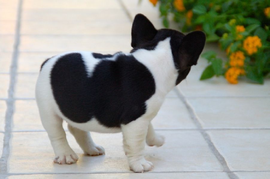  7 Chiots Bouledogues Francais L.o.f