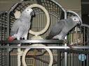 Couples de perroquets gris du Gabon  vendre