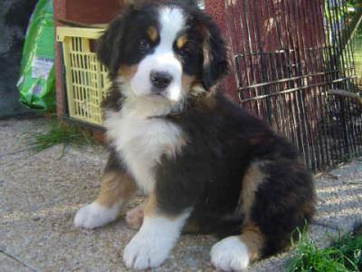 Adoption Magnifique chiot Bouvier Bernois