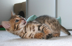 Chatons du bengal lof