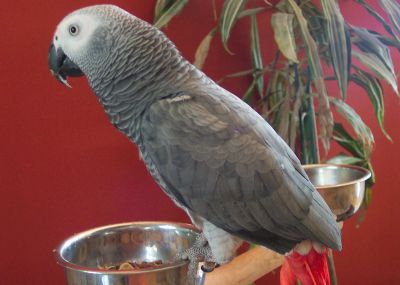 Perroquet gris de gabon