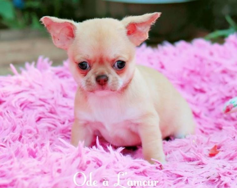 Chiot chihuahua de pure pure race