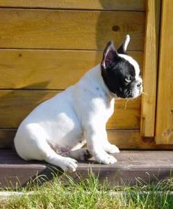 Chiot bouledogue franais L.O.F