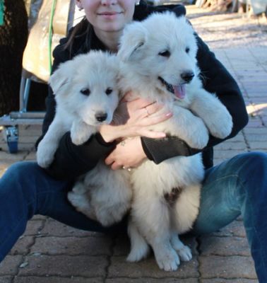 Chiots berger blanc suisse type non lof