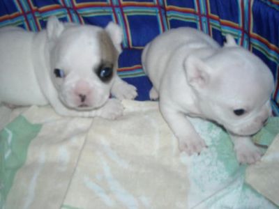 Magnfiques chiots bouledogue francais non lof