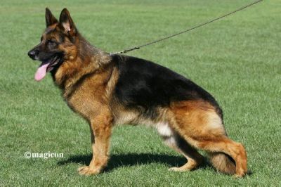 Chiots Berger Allemand LOF dans le Loiret