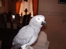 Magnifique perroquet gris du Gabon